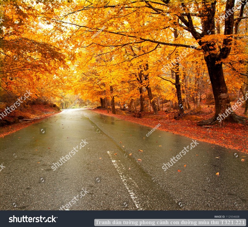 Tranh dán tường phong cảnh con đường mùa thu T321-221